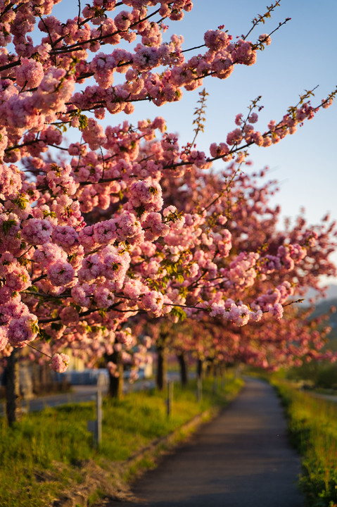 夕日に染まる八重桜