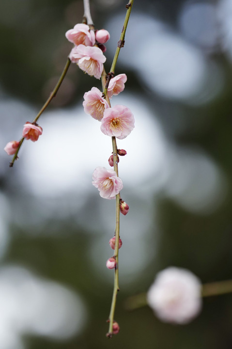 やっと撮れた今年の梅林