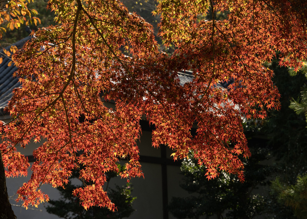 京都の紅葉 2022　南禅寺