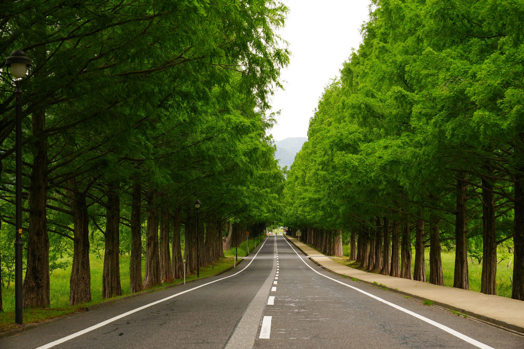 新緑の季節のメタセコイア並木道