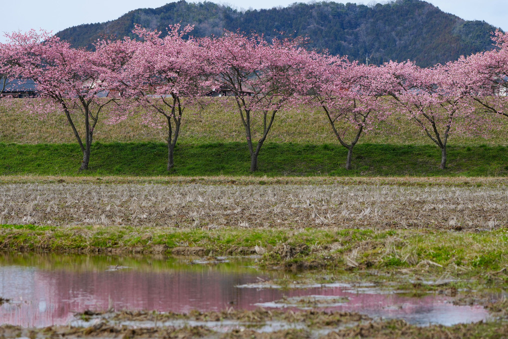 島根県雲南市大東町 桜のある風景