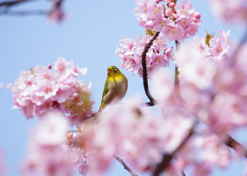 華やかな河津桜とメジロくん