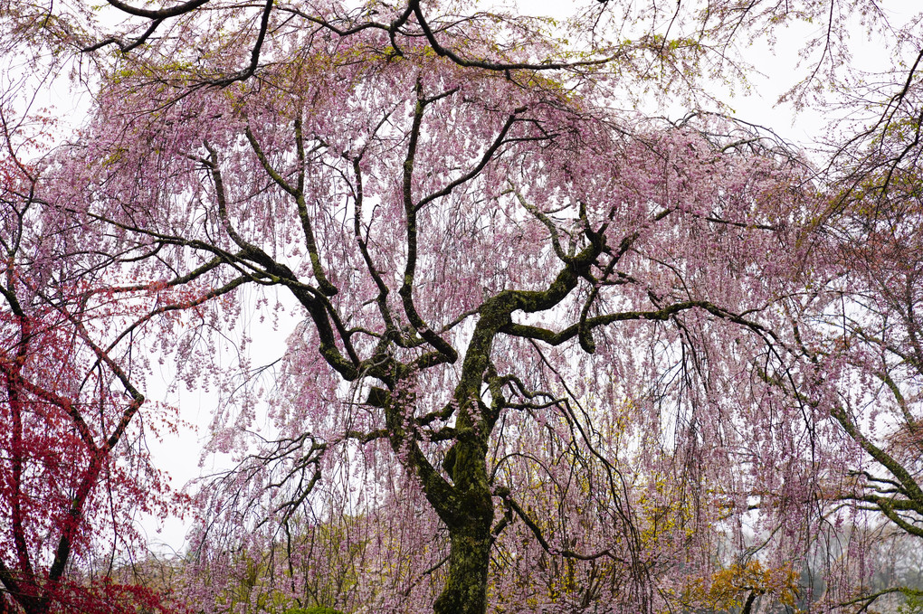 妖艶な光前寺の枝垂れ桜