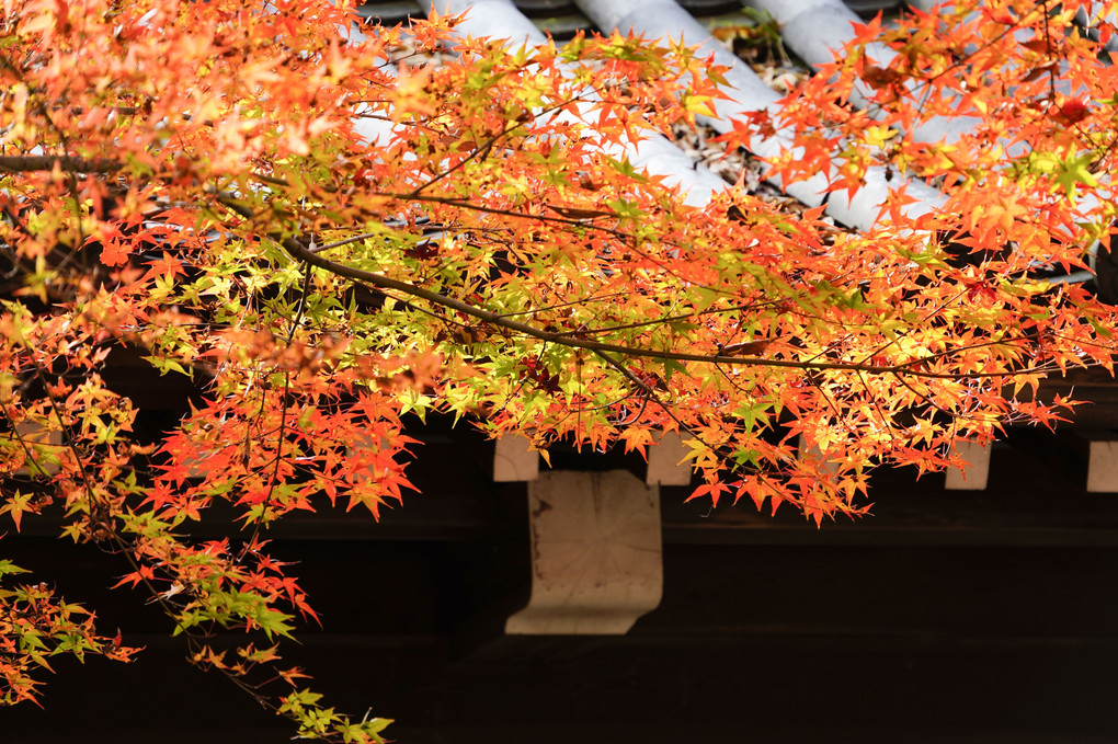 京都の秋（久しぶりの京都！）