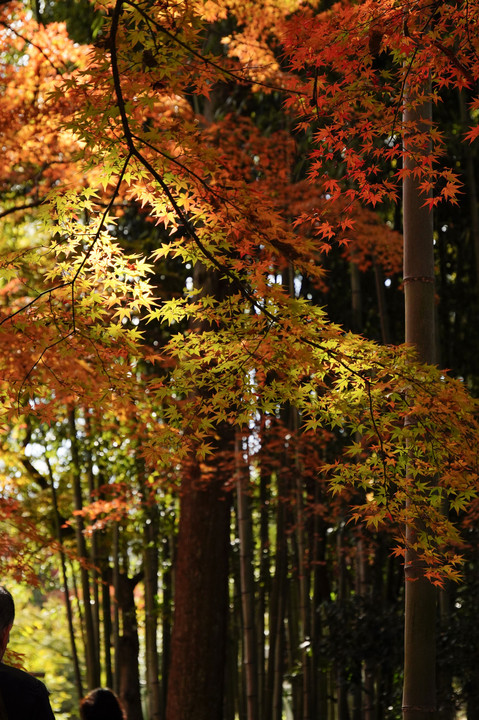 京都の秋（久しぶりの京都！）