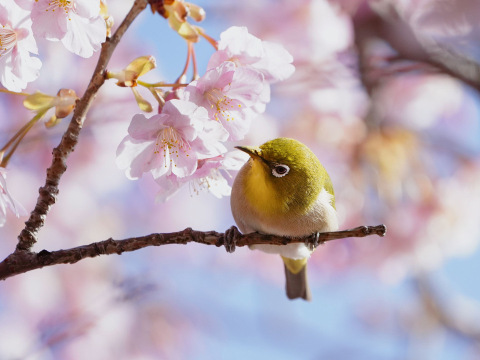 春の訪れ、河津桜とサクジローくん　#メジロ# #めじろ#