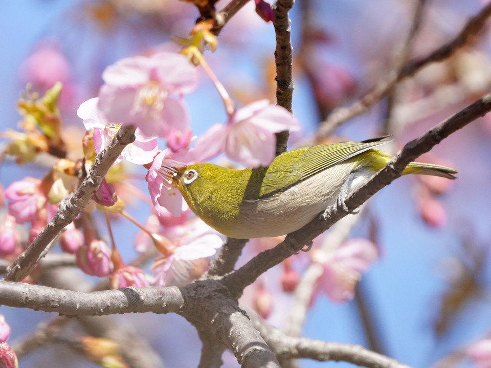 春の訪れ、河津桜とサクジローくん　#メジロ# #めじろ#
