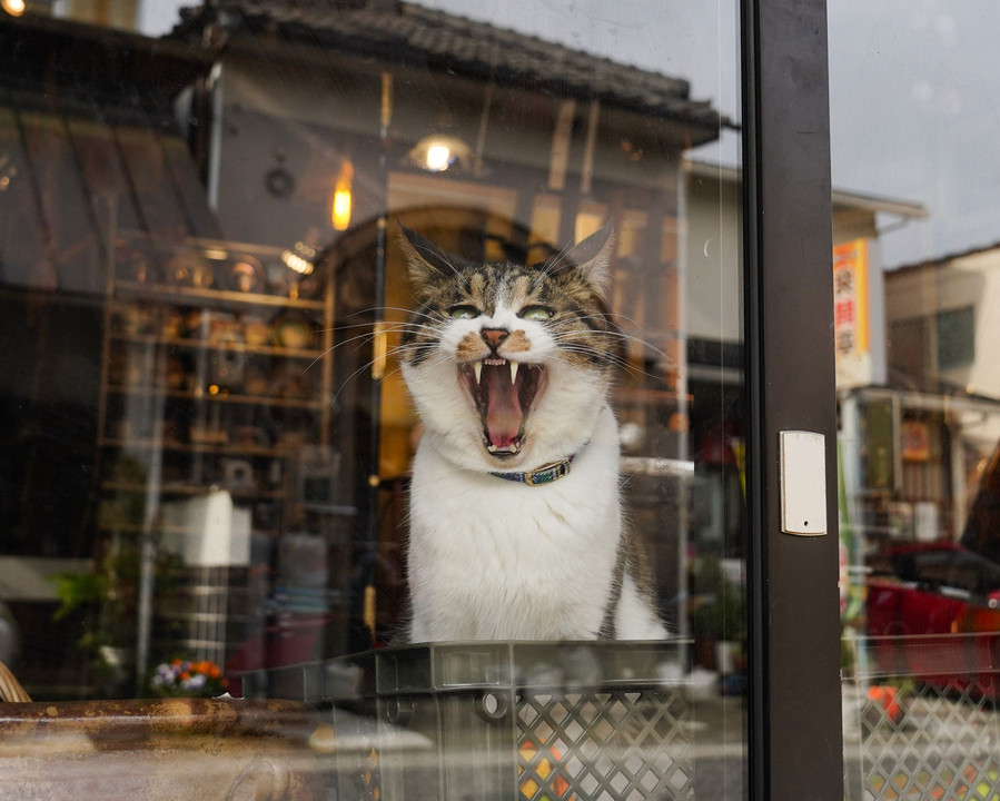 矢掛の街のマスコット猫ちゃん（岡山県矢掛町）