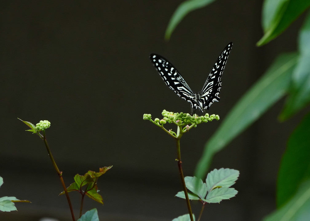 庭に現れた美しい揚羽蝶　♡