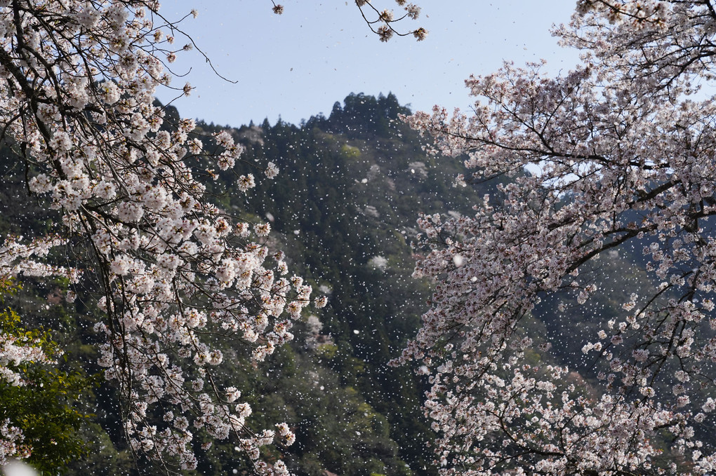 花の駅（旧 安野駅）の桜吹雪！
