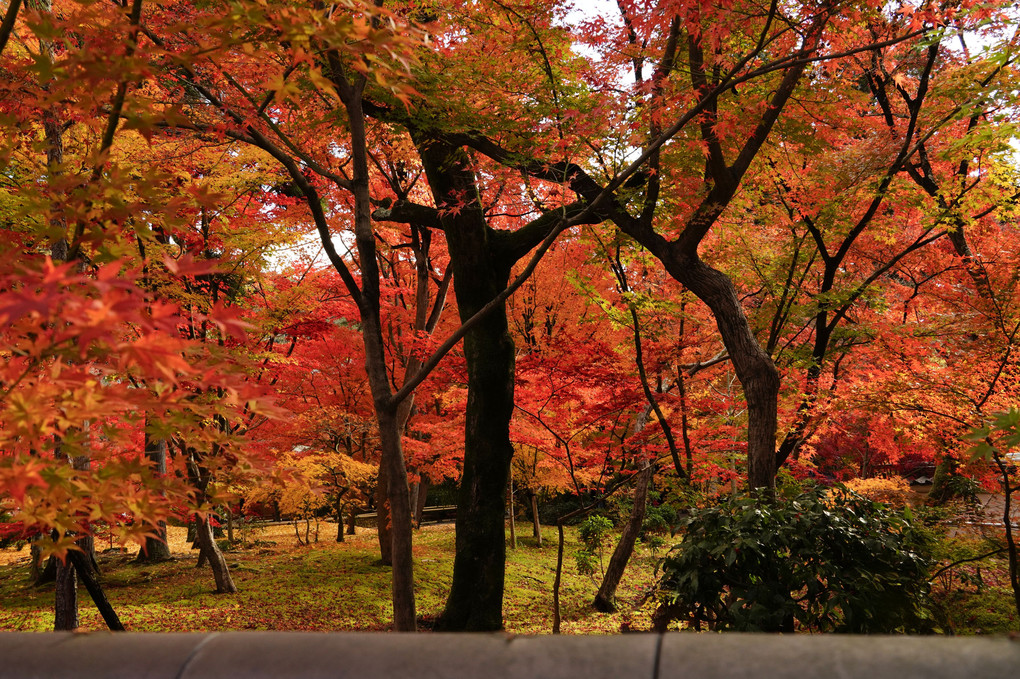 燃える京都の秋（永観堂）