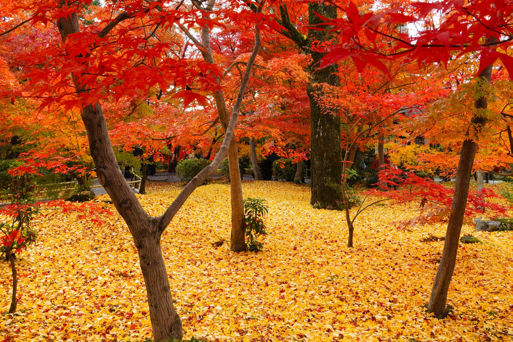 燃える京都の秋（永観堂）