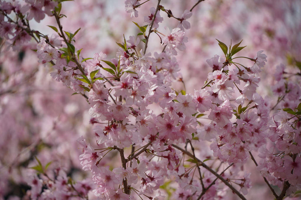 4月は桜
