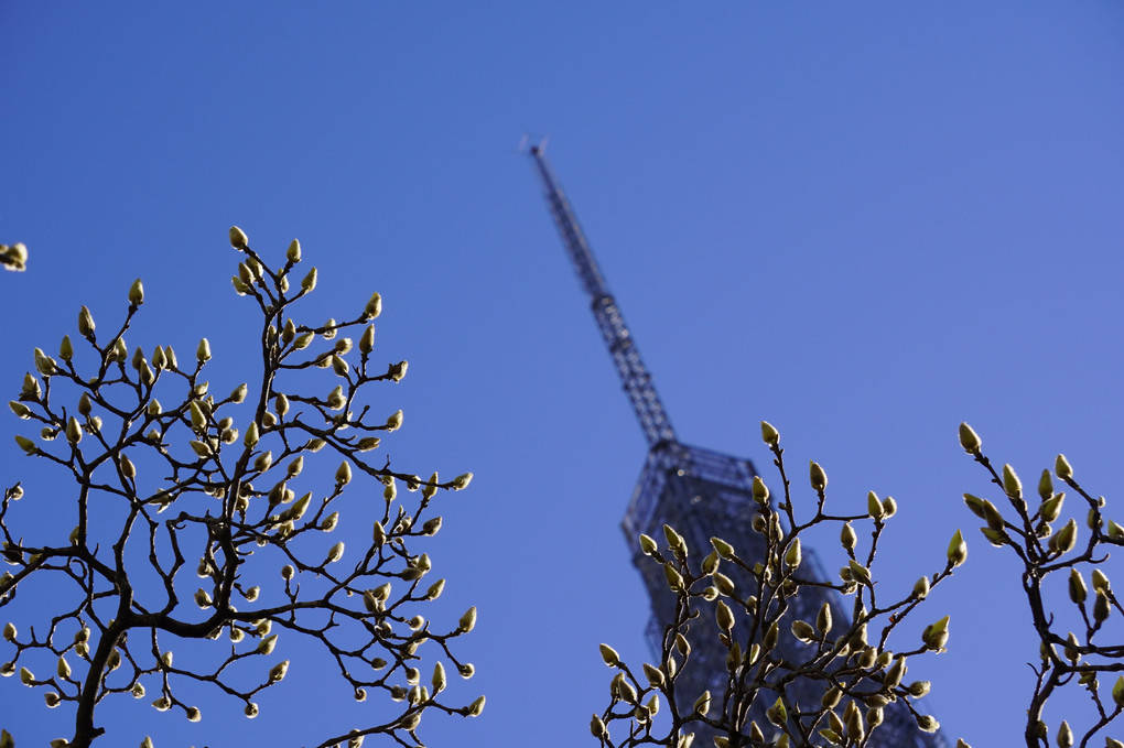 テレビ塔と今にも咲きそうなモクレン