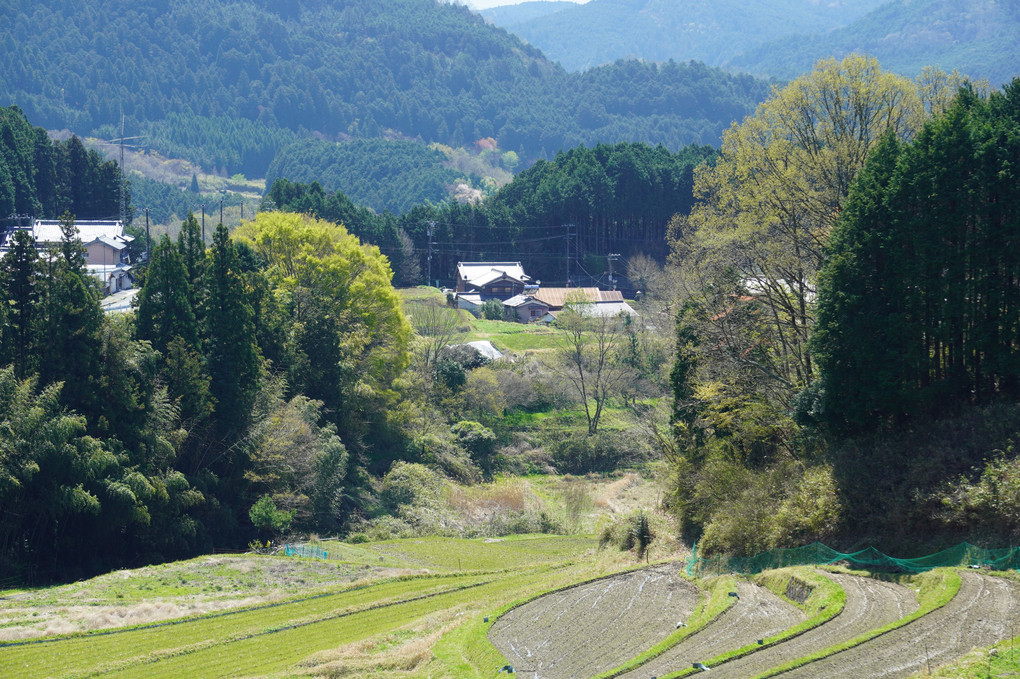 里山の春