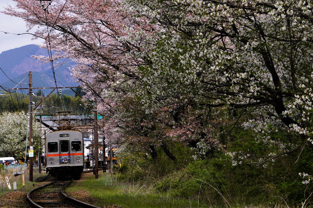 大井川鉄道と桜