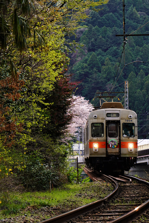 大井川鉄道と桜