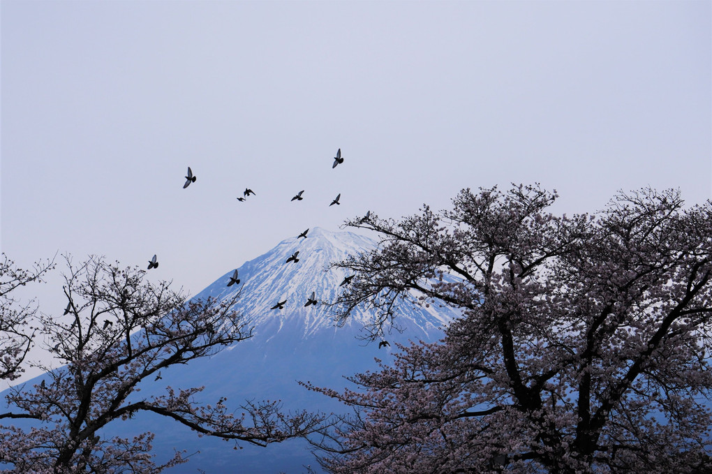 飛び立つ鳥と富士山