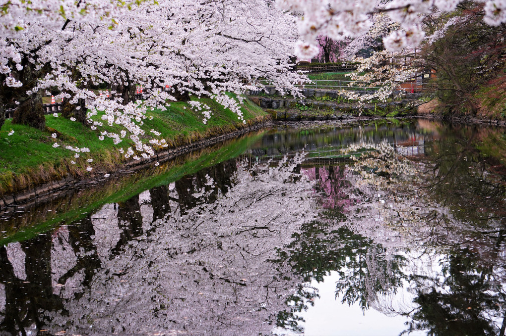 弘前公園の桜