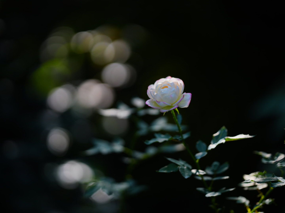 秋の白薔薇