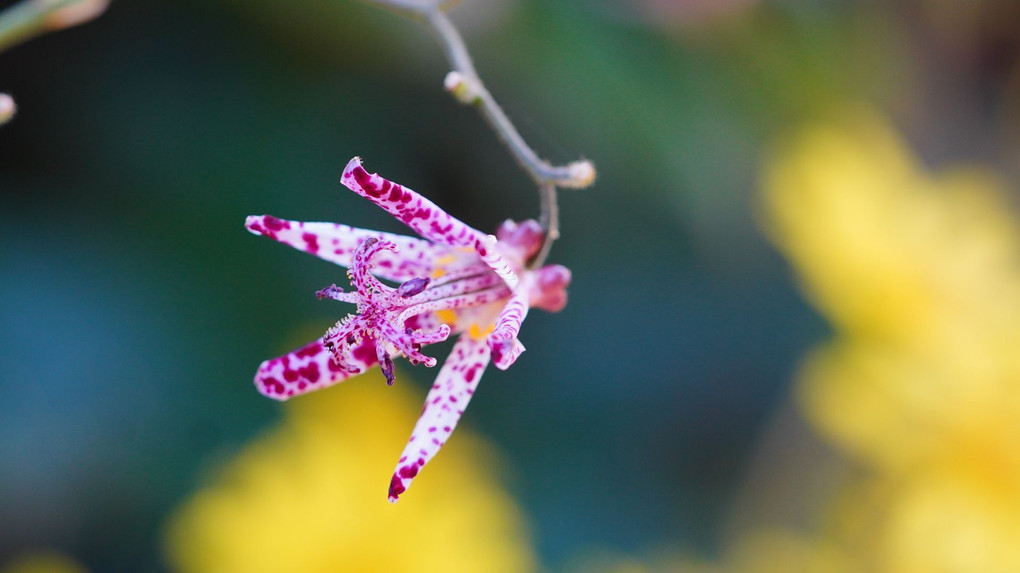 境内の秋の花