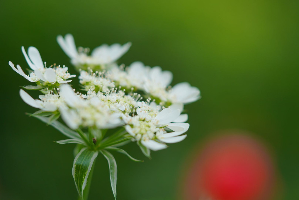 5月の花