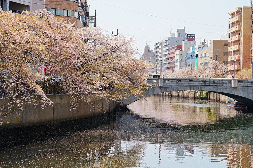 散りゆく桜、大岡川