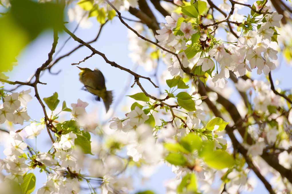 桜の中をジャンプ