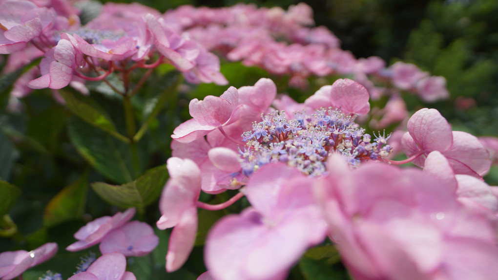 梅雨の紫陽花Ⅴ　横浜イングリッシュガーデン