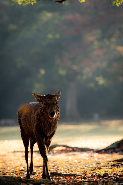 奈良公園の鹿＠2023その２