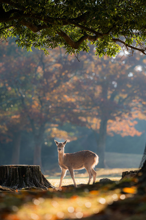 奈良公園の鹿＠2023