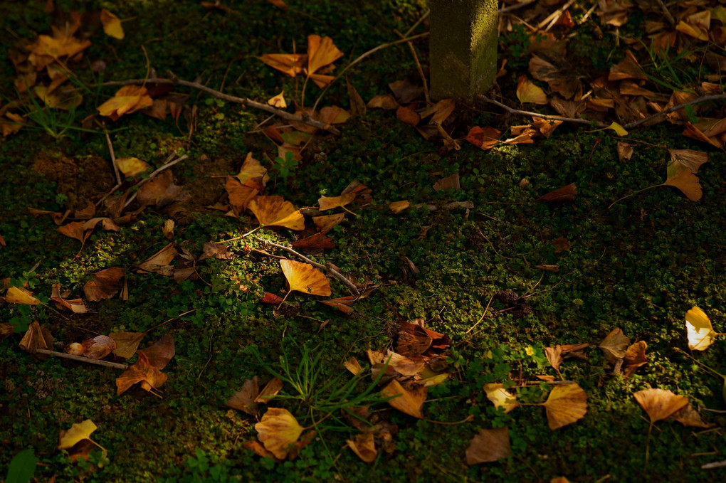 路地裏の木漏れ日と秋色の落ち葉