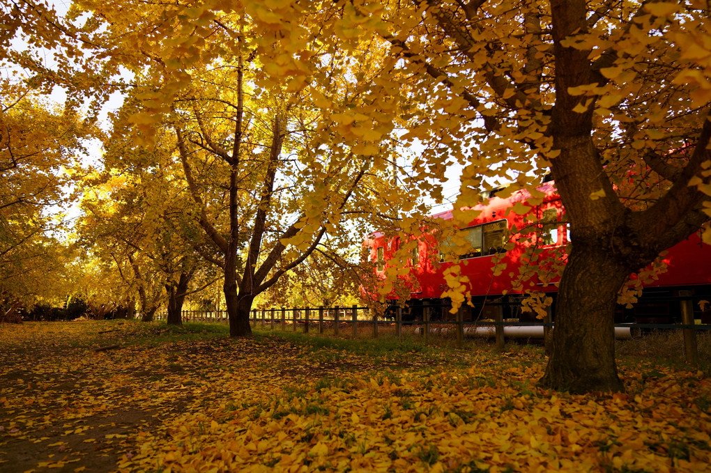 イチョウの黄葉の中を進む赤い電車