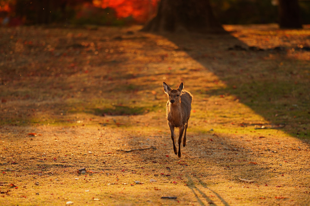 跳ねて駆ける奈良公園のシカさん