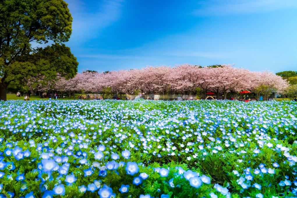 春の幻想：ネモフィラと桜、そして青空