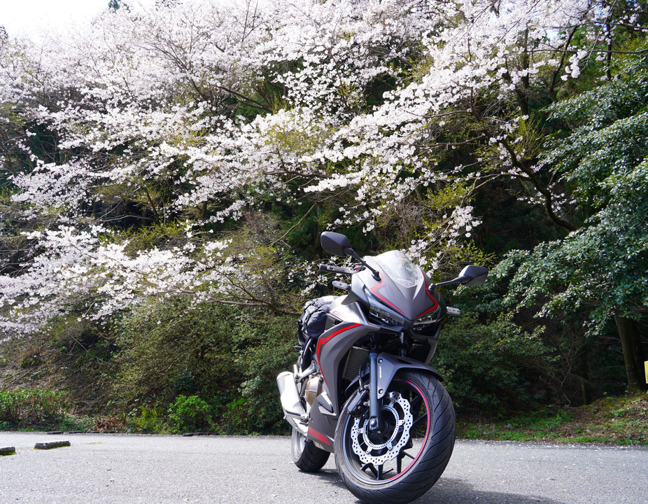 桜とCBR400R