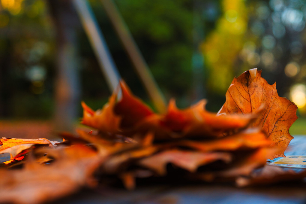 「秋溶けの葉」