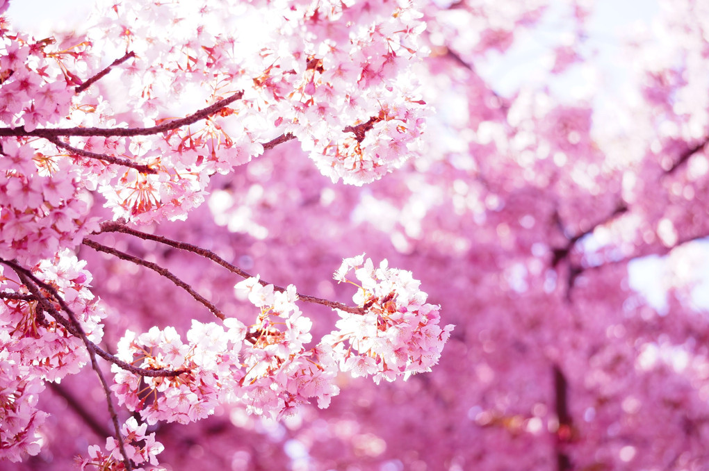 桜満開🌸