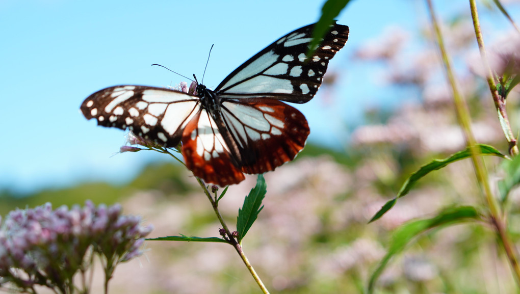 幸せを運ぶ渡り蝶　アサギマダラ