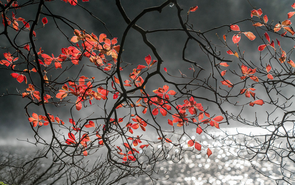 白駒池の紅葉