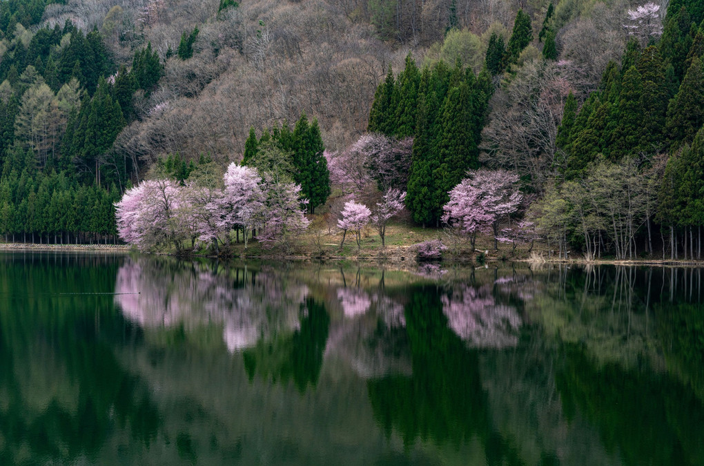 中綱湖の山桜