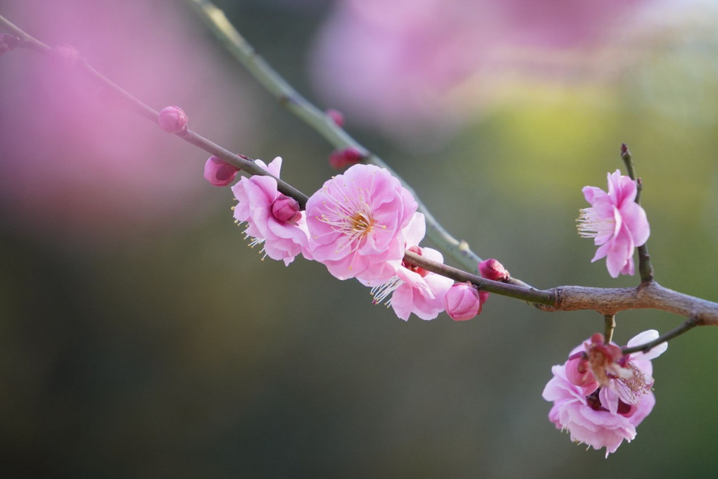 梅の花