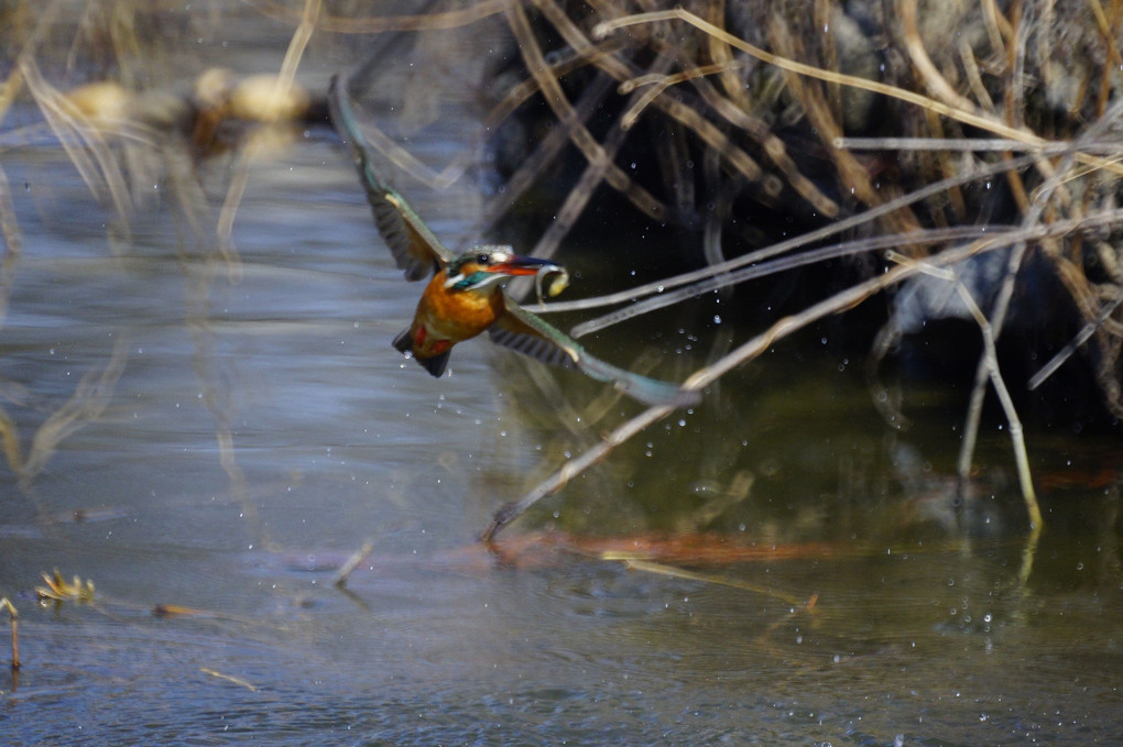 reflexで撮るカワセミ