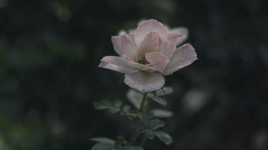 淡い薔薇