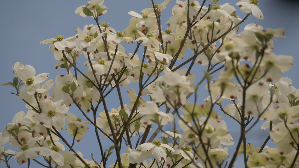 庭の花々