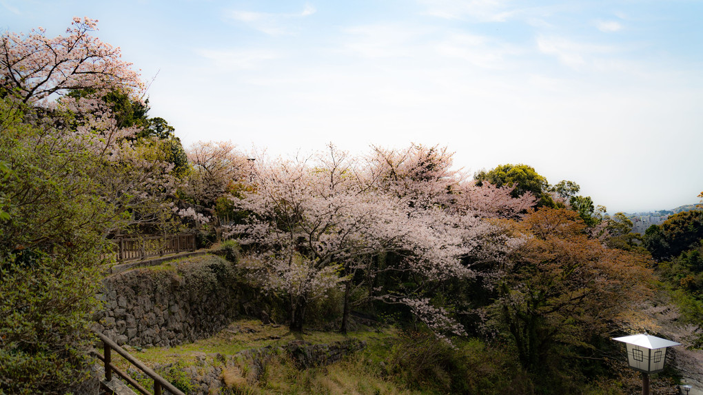 城跡の桜