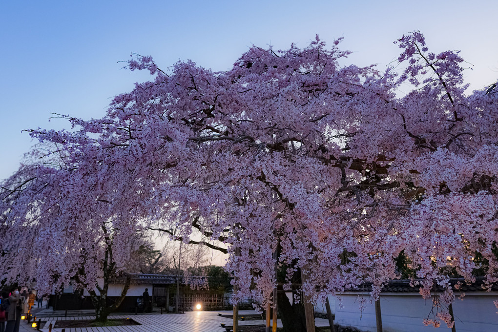 太閤桜の夕べ