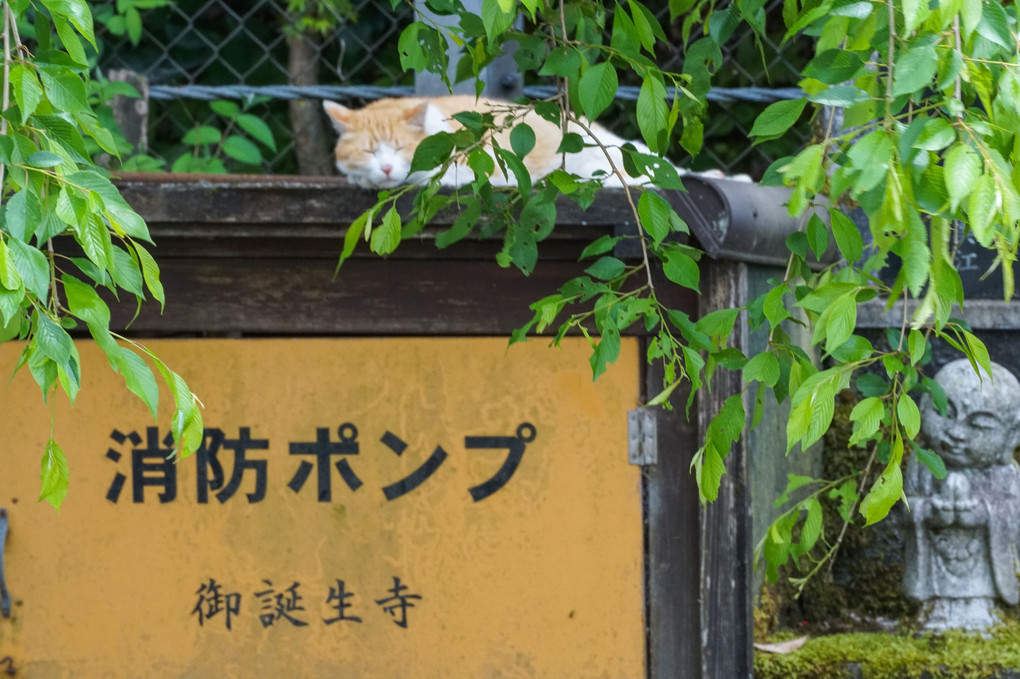 御誕生寺のニャンズ