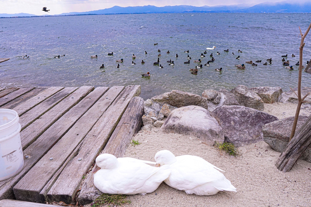 のんびり琵琶湖レークサイド