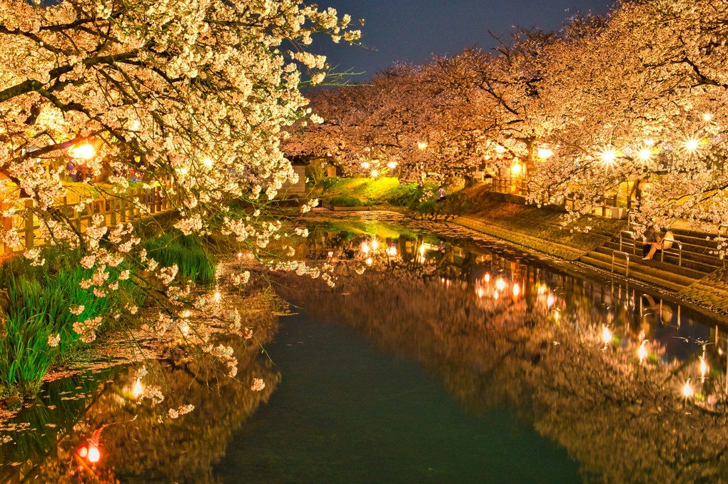 夜桜　花筏　ひょうたん池